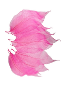 Buquê Brinco de Princesa Desidratado Rosa