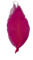 Folha de Magnólia Esqueletizada Pink - foto 3