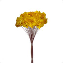 Buquê Brinco de Princesa Desidratado Amarelo - foto 2