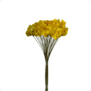 Buquê Brinco de Princesa Desidratado Amarelo - foto 3