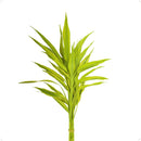 Bambu da Sorte Variegata Amarelo 4 Hastes