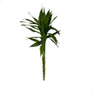 Bambu da Sorte Variegata Verde 4 Hastes - foto 2