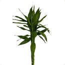 Bambu da Sorte Variegata Verde 4 Hastes