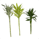 Bambu da Sorte Variegata Verde 4 Hastes - foto 3