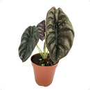 Alocasia Cuprea Coração de Aço Pote 12