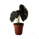 Alocasia Cuprea Coração de Aço Pote 12 - foto 3