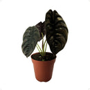 Alocasia Cuprea Coração de Aço Pote 12 - foto 2