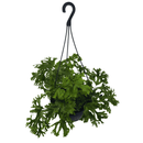 Samambaia Cristata Cuia 21