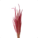 Buquê de Napier Desidratado Rosa - foto 2