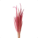 Buquê de Napier Desidratado Rosa