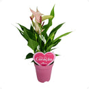 Mini Antúrio Lili Rosa Pote 9