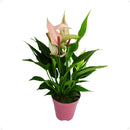 Mini Antúrio Lili Rosa Pote 9 - foto 3