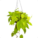 Philodendron Neon Cuia 21