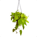 Philodendron Neon Cuia 21 - foto 3