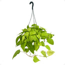 Philodendron Neon Cuia 21 - foto 2