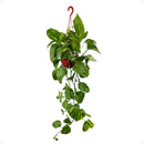 Jiboia Variegata Amarela Cuia 13