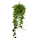 Jiboia Verde Variegata Cuia 21 Grande