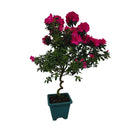 Azaleia Espiral Rosa Pink Pote 17