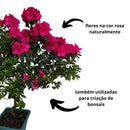 Azaleia Espiral Rosa Pink Pote 17 - foto 2