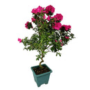 Azaleia Espiral Rosa Pink Pote 17 - foto 3