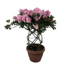Azaleia Espiral Rosa Claro Pote 17 - foto 3