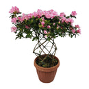 Azaleia Espiral Rosa Claro Pote 17