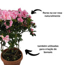 Azaleia Espiral Rosa Claro Pote 17 - foto 2