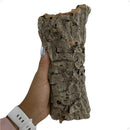 Casca Oca de Madeira Natural 20 cm para Terrário