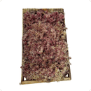 Caixa de Musgo Rosa para Terrário e Kokedama