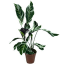 Planta Calathea White Fusion Pote 12