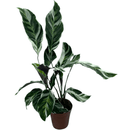 Planta Calathea White Fusion Pote 12 - foto 2