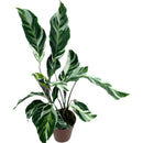 Planta Calathea White Fusion Pote 12 - foto 3
