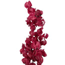 Buquê de Bougainville Vermelha Desidratada - foto 3