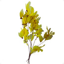 Flor de Magnólia no Galho Amarela Desidratada