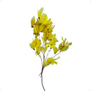 Flor de Magnólia no Galho Amarela Desidratada - foto 2