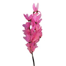 Flor de Magnólia no Galho Rosa Desidratada