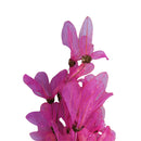 Flor de Magnólia no Galho Rosa Desidratada - foto 2