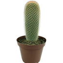 Cacto Mammillaria Spinosissima Pote 15