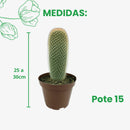 Cacto Mammillaria Spinosissima Pote 15 - foto 2