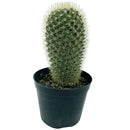 Cacto Mammillaria Spinosissima Pote 8