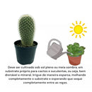 Cacto Mammillaria Spinosissima Pote 8 - foto 3
