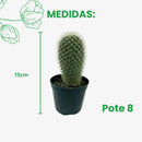 Cacto Mammillaria Spinosissima Pote 8 - foto 2