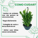 Samambaia Ariane Pendente Cuia 21 - foto 2