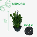 Samambaia Ariane Pendente Cuia 21 - foto 3