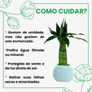 Bambu da Sorte 6 Hastes em Vaso Meia-Lua de Cerâmica - foto 3