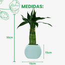 Bambu da Sorte 6 Hastes em Vaso Meia-Lua de Cerâmica - foto 2