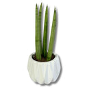 Kit 3 Mini Lanças-de-São-Jorge em Vaso de Cerâmica Branco - foto 2