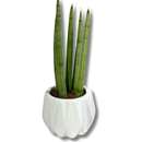 Kit 3 Mini Lanças-de-São-Jorge em Vaso de Cerâmica Branco - foto 3