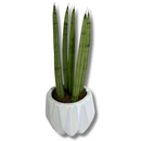 Mini Lança-de-São-Jorge em Vaso de Cerâmica Branco - foto 3