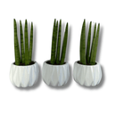 Kit 3 Mini Lanças-de-São-Jorge em Vaso de Cerâmica Branco